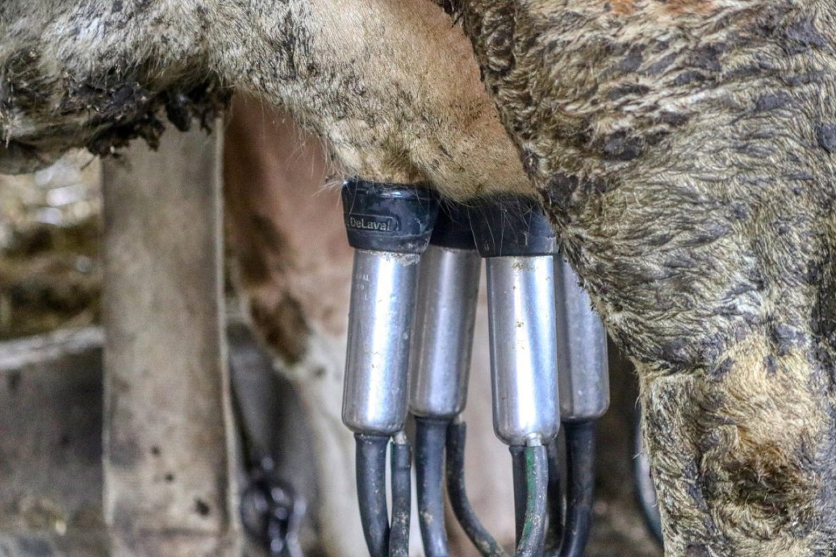 Lait riche en protéines, laiteries artisanales locales