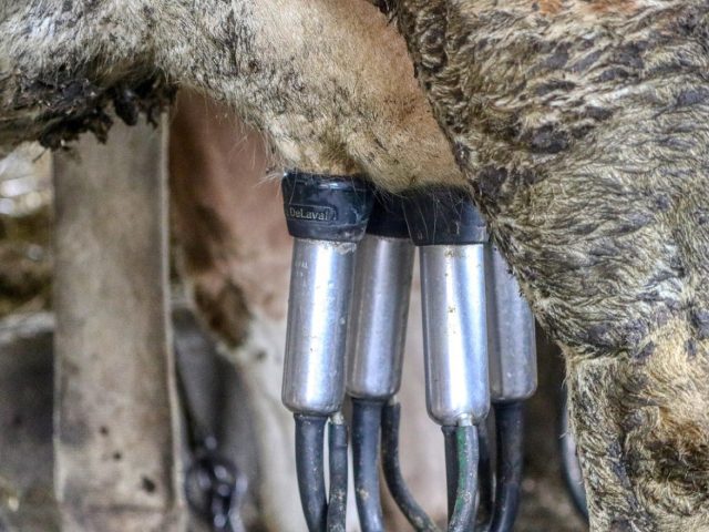 Lait riche en protéines, laiteries artisanales locales
